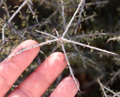 Condalia spathulata