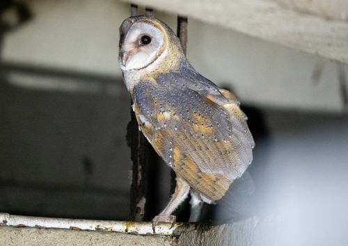 Eastern Barn Owl