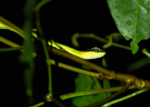Dendrelaphis formosus