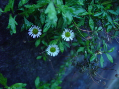 Erigeron karvinskianus
