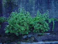 Erigeron karvinskianus