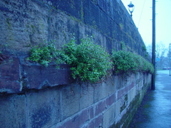 Erigeron karvinskianus
