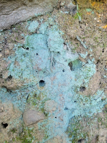iNaturalist observation photo of Fluffy Dust Lichen