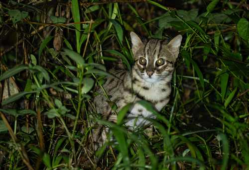 Prionailurus bengalensis