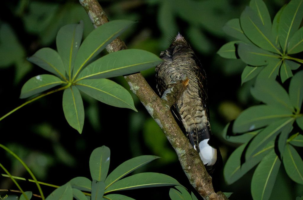 Large-tailed Nightjar (Caprimulgus macrurus)