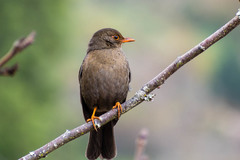 Turdus simillimus