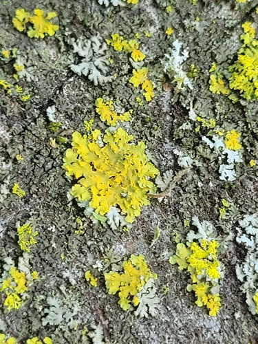 iNaturalist observation photo of Hooded Sunburst Lichen
