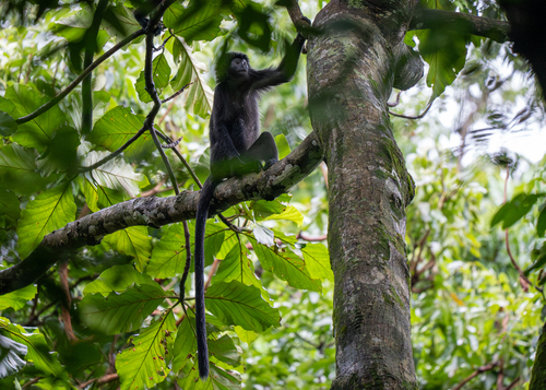 Trachypithecus auratus
