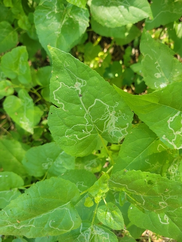 iNaturalist observation photo of Mallow Leaf Miner