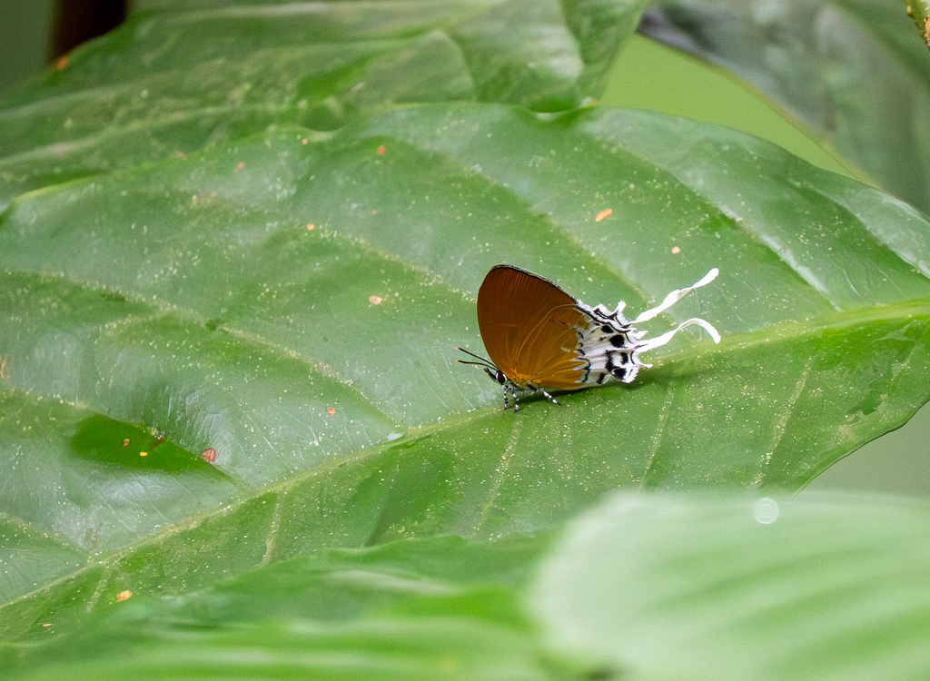 Branded Imperial (Eooxylides tharis)