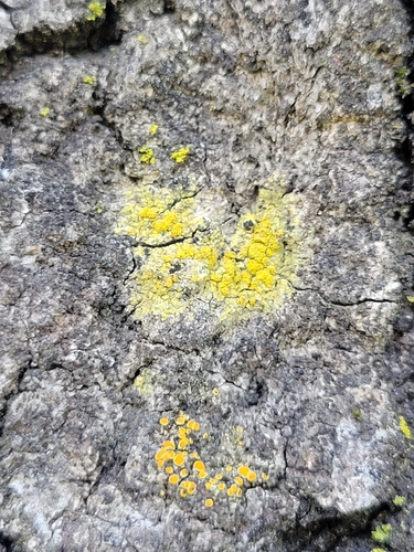 iNaturalist observation photo of gold dust lichen