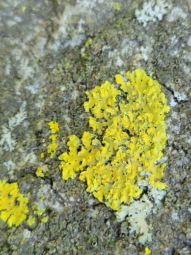 iNaturalist observation photo of Hooded Sunburst Lichen