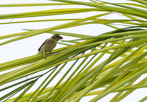 Streaked Weaver (Ploceus manyar), photo 6