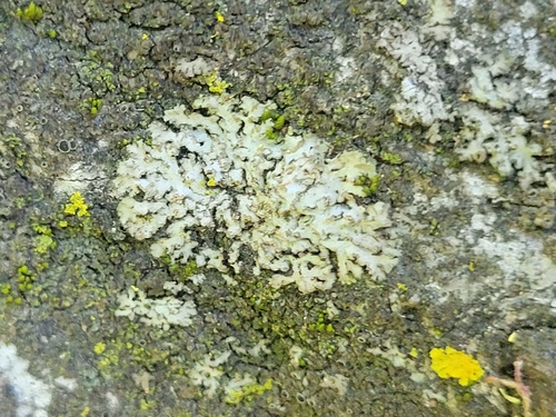 iNaturalist observation photo of Hairy Shadow Lichen