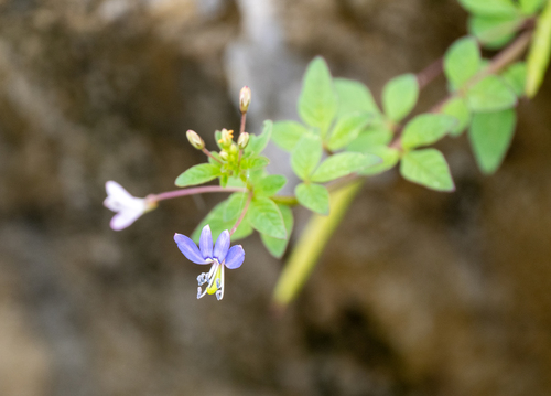 Sieruela rutidosperma