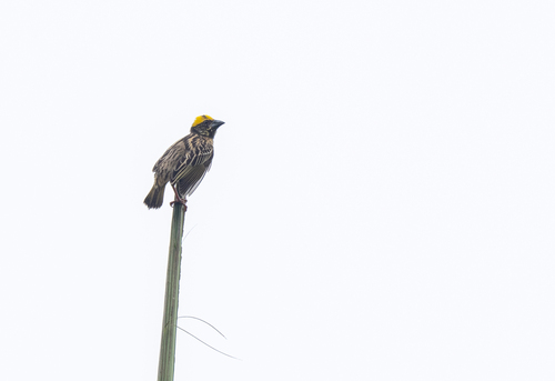 Streaked Weaver (Ploceus manyar), photo 5