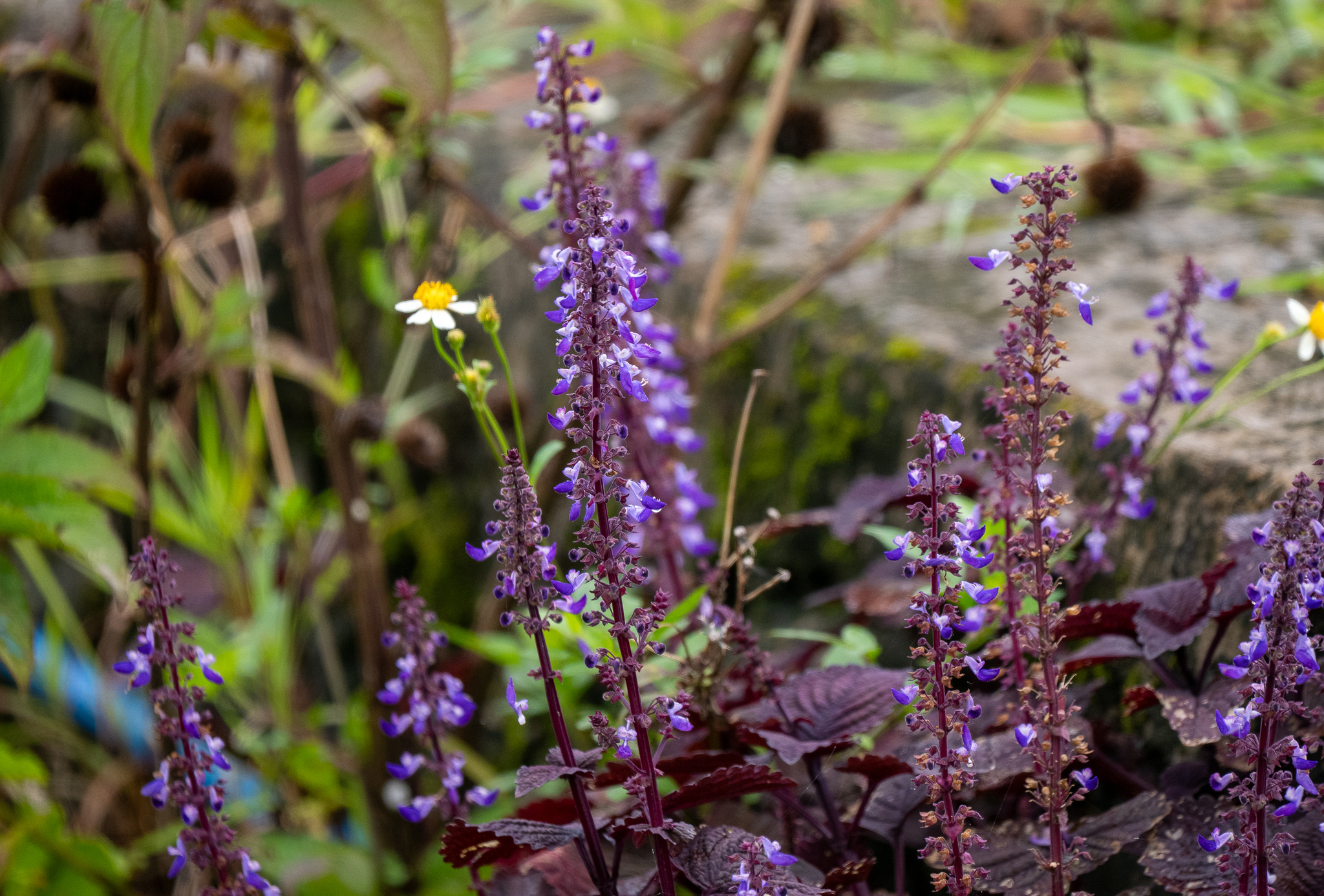 Coleus (Coleus scutellarioides)