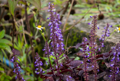 Coleus (Coleus scutellarioides)