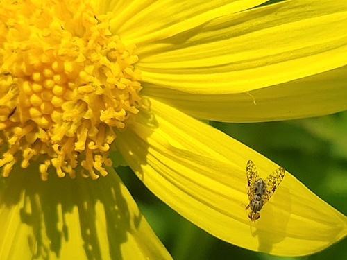iNaturalist observation photo of Campiglossa picciola