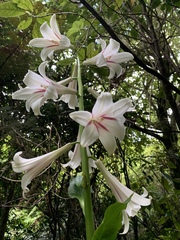 Cardiocrinum giganteum
