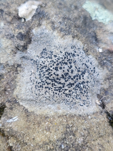iNaturalist observation photo of Rock Disk Lichen