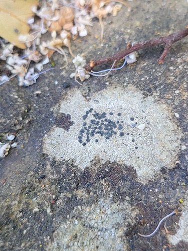 iNaturalist observation photo of Rock Disk Lichen