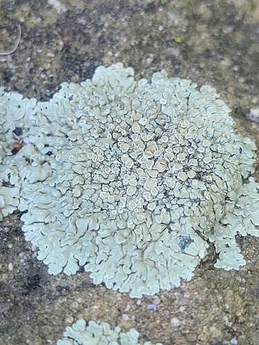 iNaturalist observation photo of Stonewall Rim Lichen