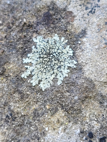 iNaturalist observation photo of Stonewall Rim Lichen
