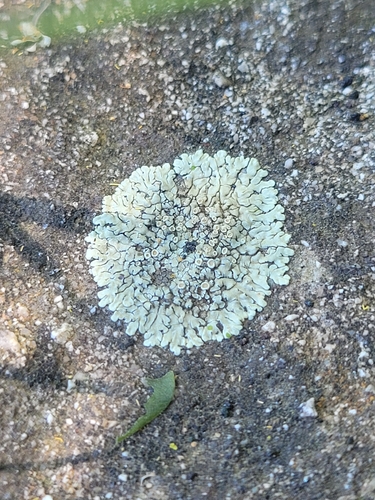 iNaturalist observation photo of Stonewall Rim Lichen