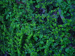 Lonicera ligustrina pileata