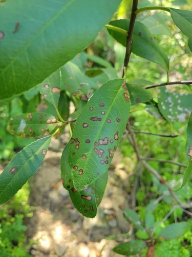 iNaturalist observation photo of Diplocarpon