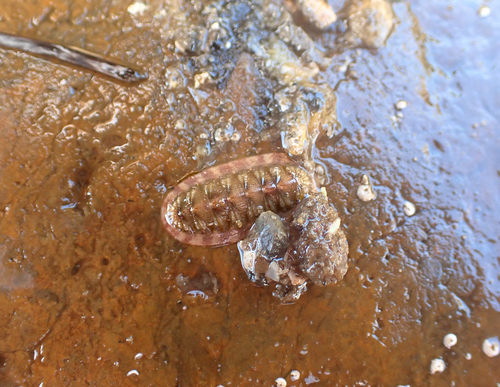 Callistochiton decoratus, 2026-03-17