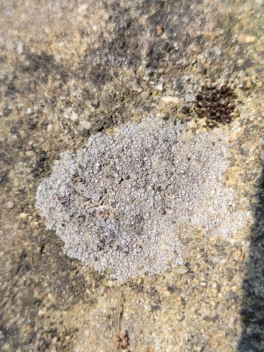 iNaturalist observation photo of Dimelaena radiata