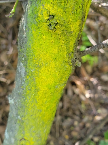 iNaturalist observation photo of gold dust lichen