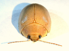 Paropsisterna crocata