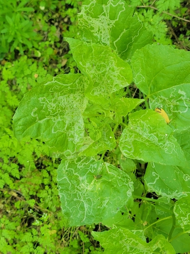 iNaturalist observation photo of Leaf-miner Flies