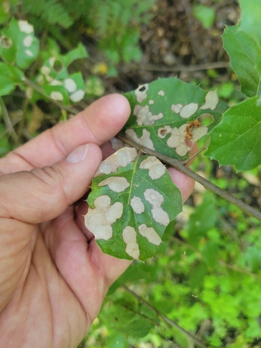 iNaturalist observation photo of Sac Fungi and Lichens
