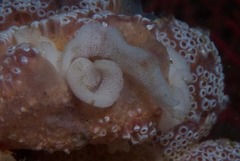 Goniodoris brunnea