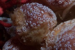 Goniodoris brunnea
