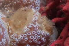 Goniodoris brunnea