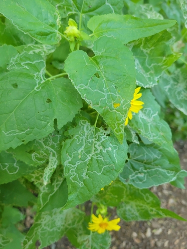iNaturalist observation photo of Phytomyza