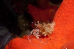 Anapagurus hendersoni