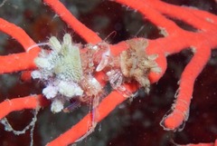 Anapagurus hendersoni