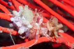 Anapagurus hendersoni