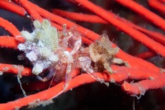 Anapagurus hendersoni