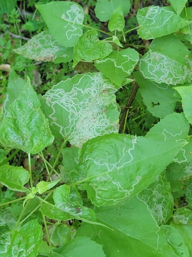 iNaturalist observation photo of Mallow Leaf Miner