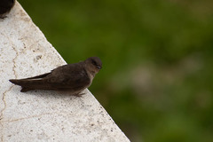 Ptyonoprogne concolor