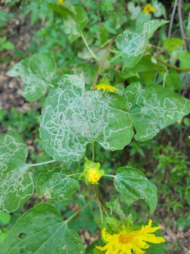 iNaturalist observation photo of Mallow Leaf Miner