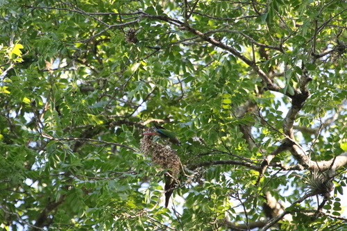 Urunday (Myracrodruon urundeuva)