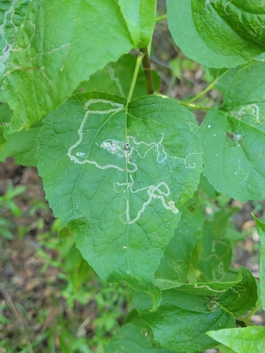 iNaturalist observation photo of Mallow Leaf Miner